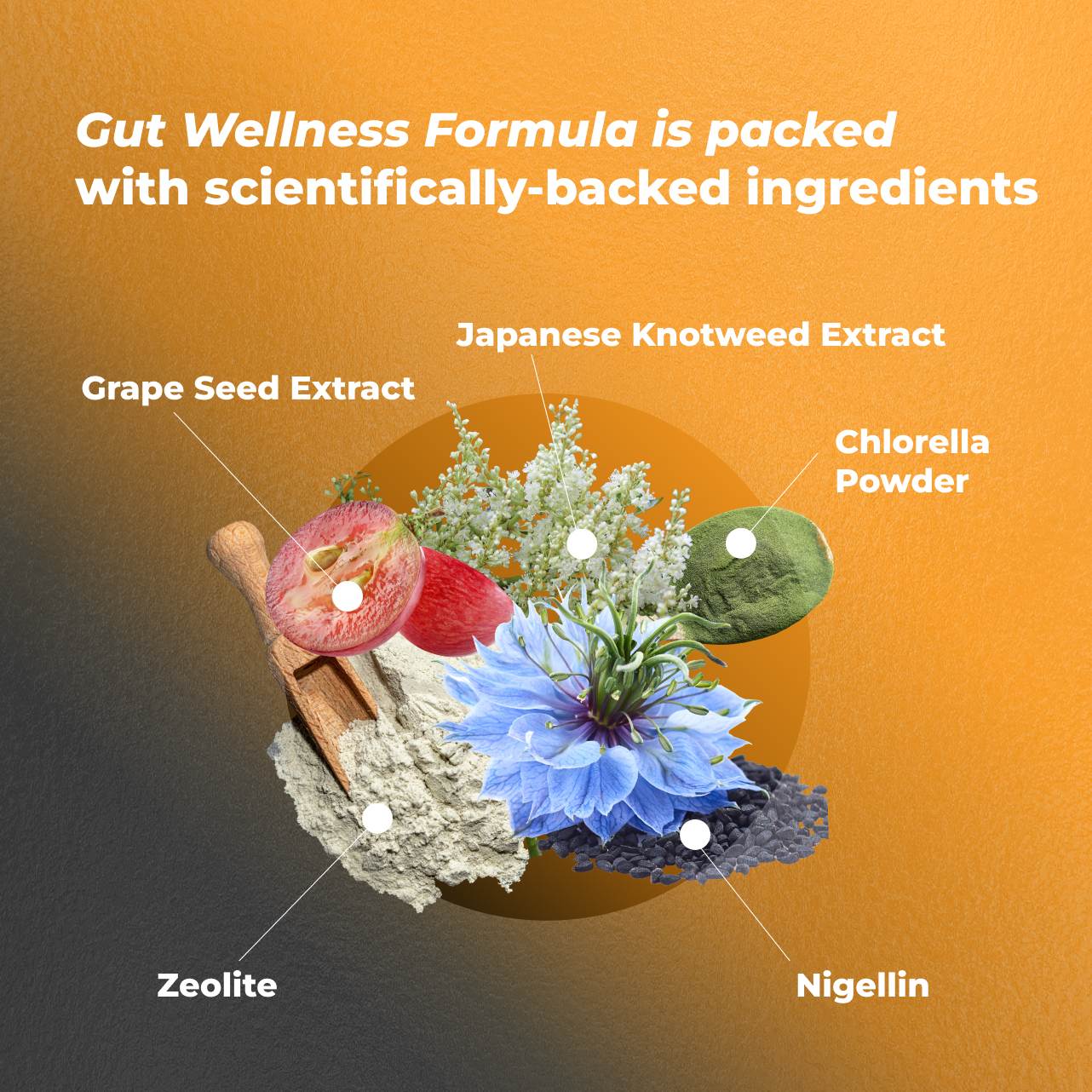 Gut Wellness Formula